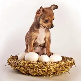 Щенок чихуахуа в гнезде с яйцами.